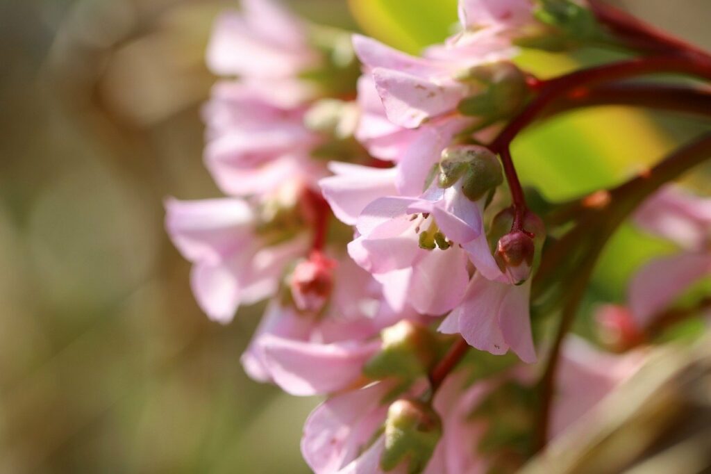 bergenie, bergenia, inflorescence-8651564.jpg