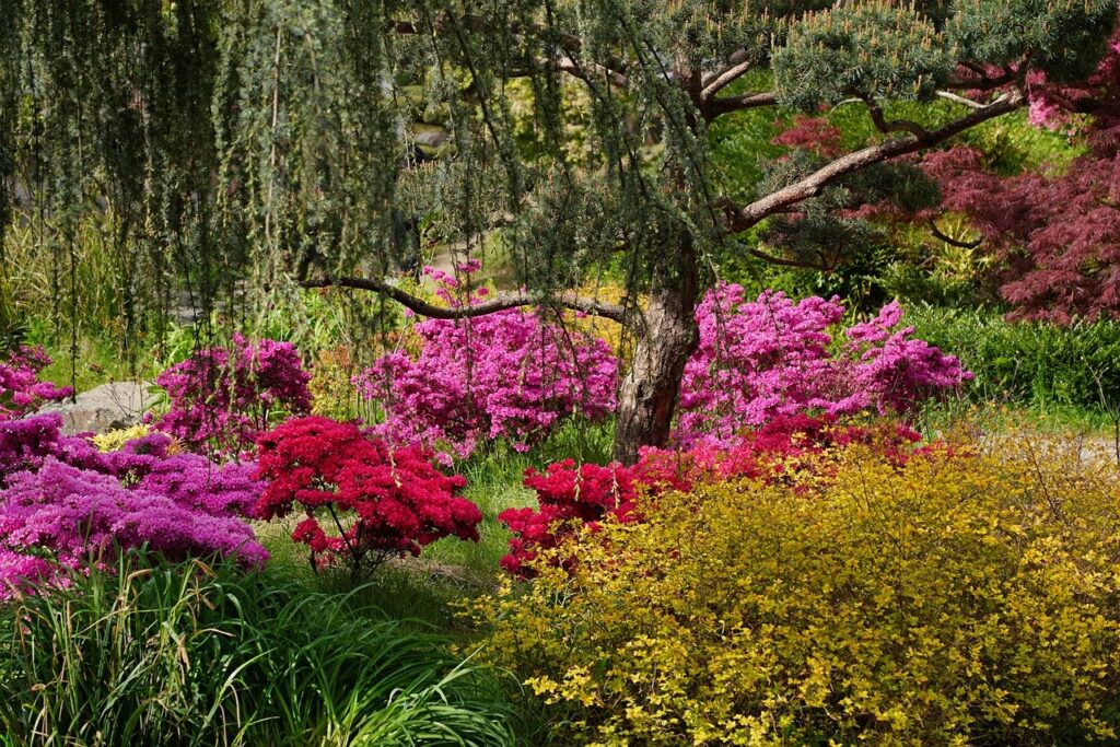 garden, flowers, beautiful flowers-8641807.jpg